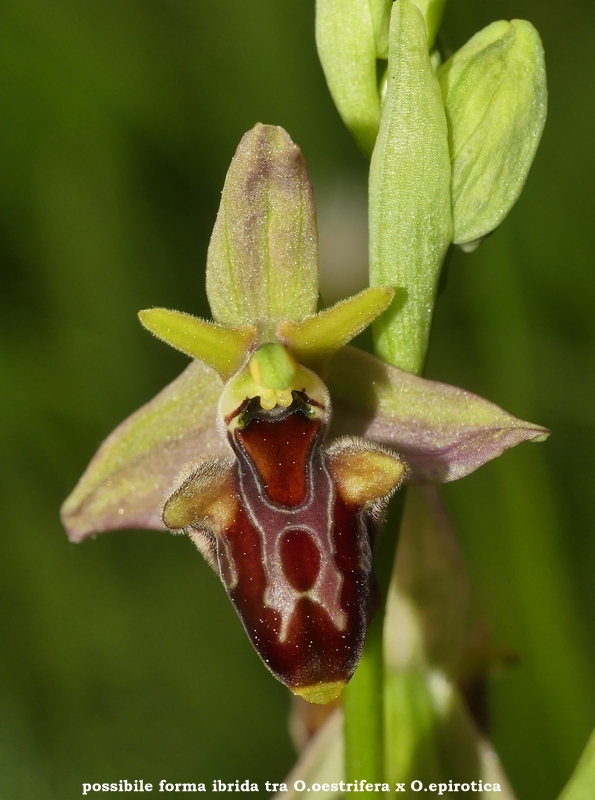 Ophrys tardive e altre orchidee in Epiro - Grecia settentrionale  22_30 maggio 2024.